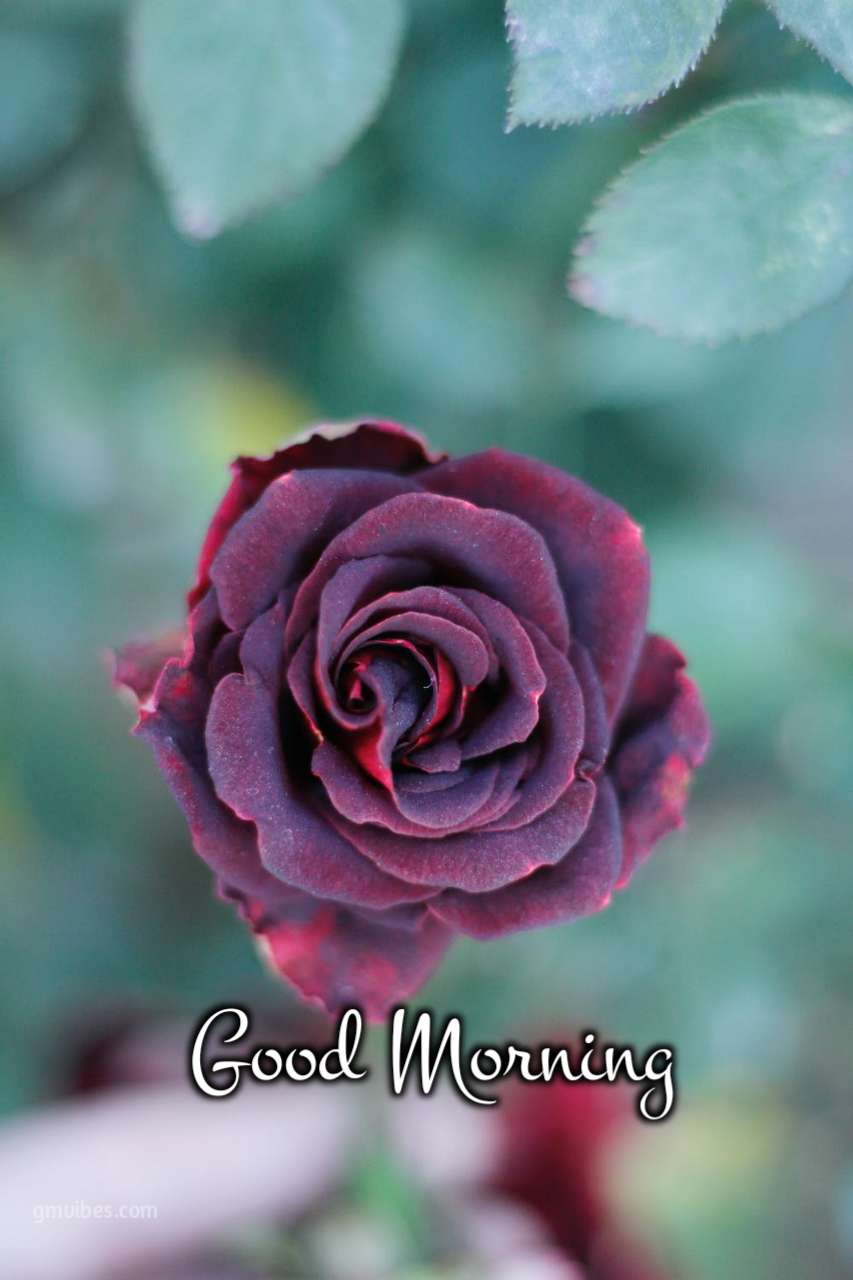 Beautiful Good Morning Rose